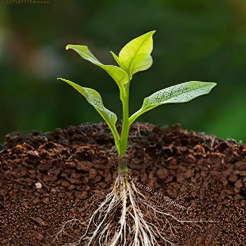Порошок для укоренения растени – обзор и цена Rooting Hormone Powder