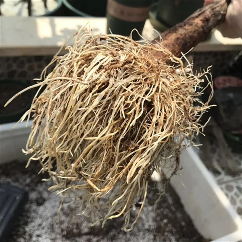 Быстрое быстрое устройство 10  – обзор и цена Rooting Hormone Powder